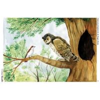 Din lumea pasarilor salbatice