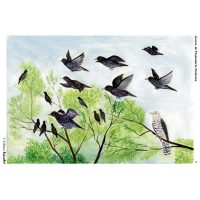 Din lumea pasarilor salbatice