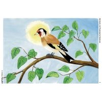 Din lumea pasarilor salbatice