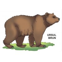 Animale salbatice - jetoane