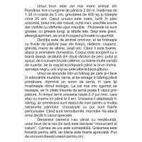 Animale salbatice - jetoane