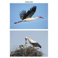 Pasari calatoare - planse