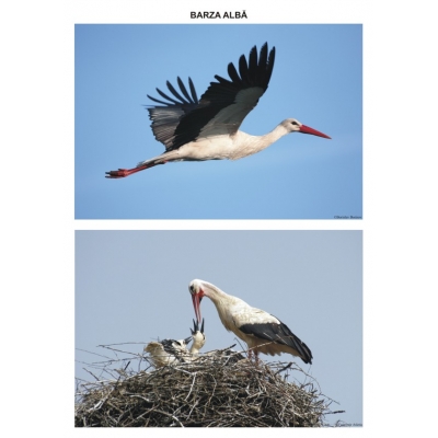 Pasari calatoare – planse Pasari calatoare - planse