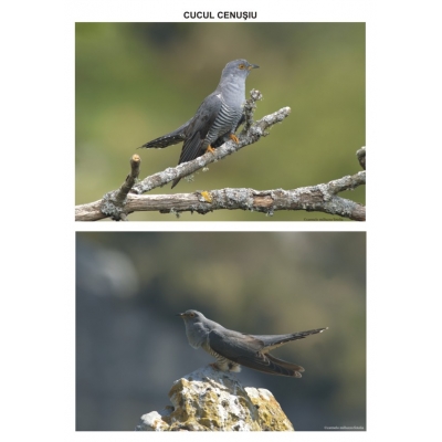 Pasari calatoare – planse Pasari calatoare - planse