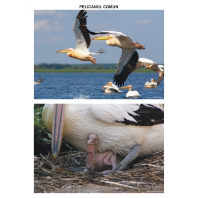 Pasari calatoare – planse Pasari calatoare - planse