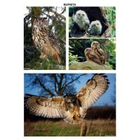 Pasari sedentare - planse