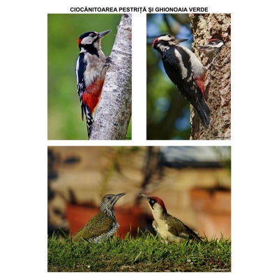 Pasari sedentare – planse Pasari sedentare - planse