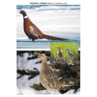 Pasari sedentare - planse