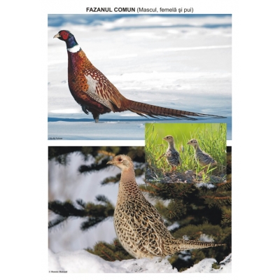 Pasari sedentare – planse Pasari sedentare - planse