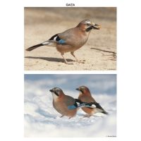 Pasari sedentare - planse