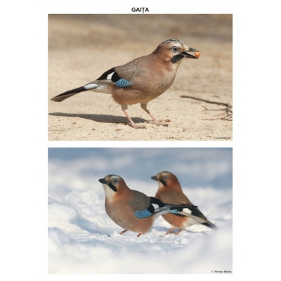 Pasari sedentare – planse Pasari sedentare - planse