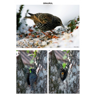 Pasari sedentare – planse Pasari sedentare - planse