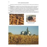 Ce stii despre grau si porumb ?