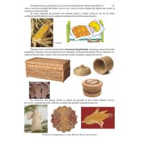 Ce stii despre grau si porumb ?