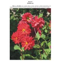 Prin gradini si parcuri