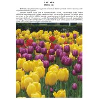 Prin gradini si parcuri