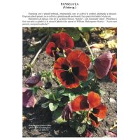 Prin gradini si parcuri