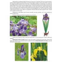 Prin gradini si parcuri