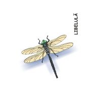 GAZE MICI SI MUNCITOARE