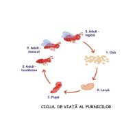 GAZE MICI SI MUNCITOARE