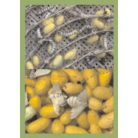 GAZE MICI SI MUNCITOARE