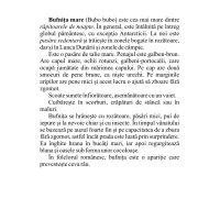 PĂSĂRI SĂLBATICE DIN ȚARA NOASTRĂ