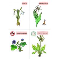 FLORI, DE MULTE CULORI