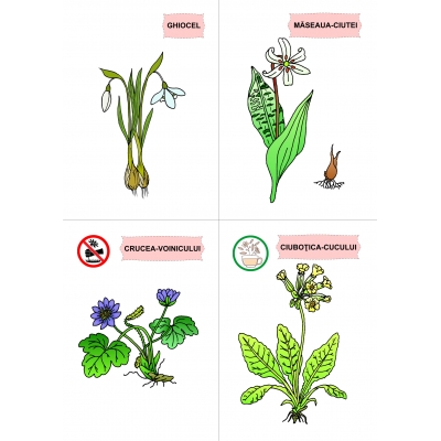 FLORI, DE MULTE CULORI FLORI, DE MULTE CULORI