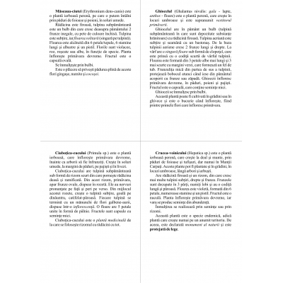 FLORI, DE MULTE CULORI FLORI, DE MULTE CULORI