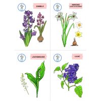 FLORI, DE MULTE CULORI