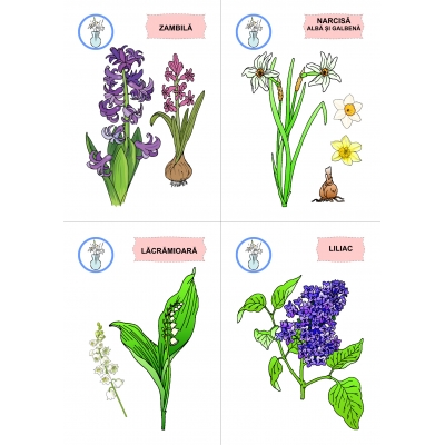 FLORI, DE MULTE CULORI FLORI, DE MULTE CULORI