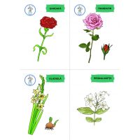 FLORI, DE MULTE CULORI