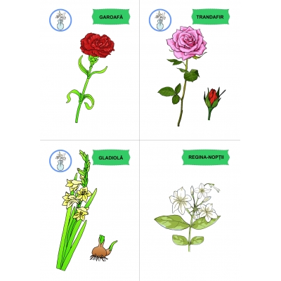 FLORI, DE MULTE CULORI FLORI, DE MULTE CULORI