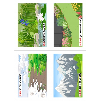 FLORI, DE MULTE CULORI FLORI, DE MULTE CULORI