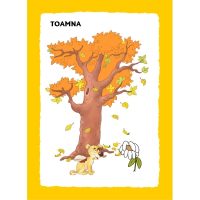 FLORI, DE MULTE CULORI