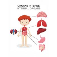 EXPLORĂM CORPUL UMAN!