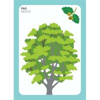 IDENTIFICA ARBORII PADURII!