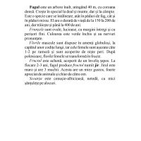 IDENTIFICA ARBORII PADURII!