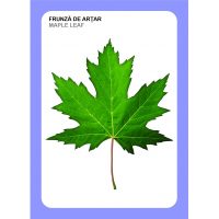 IDENTIFICA ARBORII PADURII!