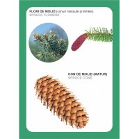 IDENTIFICA ARBORII PADURII!