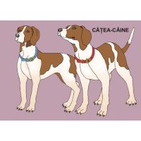 ANIMALE DOMESTICE - jetoane