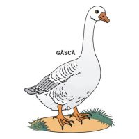 ANIMALE DOMESTICE - jetoane