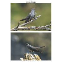 Pasari calatoare - planse