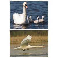 Pasari calatoare - planse