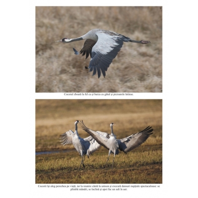 Oaspetii primaverii Oaspetii primaverii