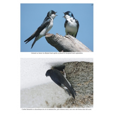 Oaspetii primaverii Oaspetii primaverii