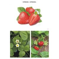 Sa observam fructele din gradina si padure