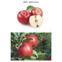 Sa observam fructele din gradina si padure