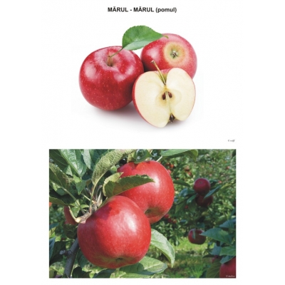 Sa observam fructele din gradina si padure Sa observam fructele din gradina si padure