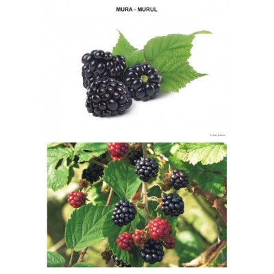 Sa observam fructele din gradina si padure Sa observam fructele din gradina si padure